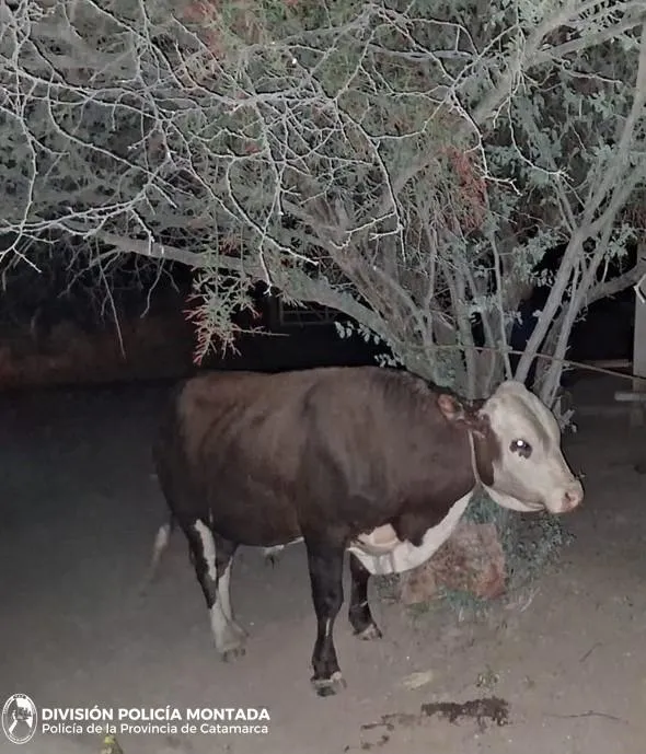 imagen_2025-05-16_164651974