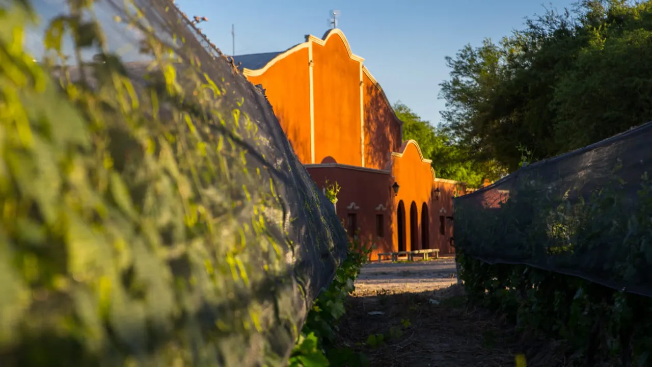 Vinos santamarianos se comercializan en Reino Unido (1)