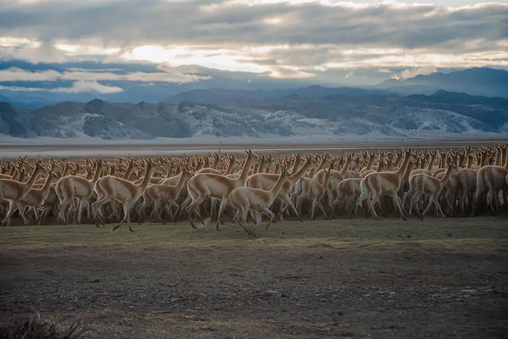 Con gran expectativa y posibilidades de exportación, continúa la temporada de esquila de vicuña (2)