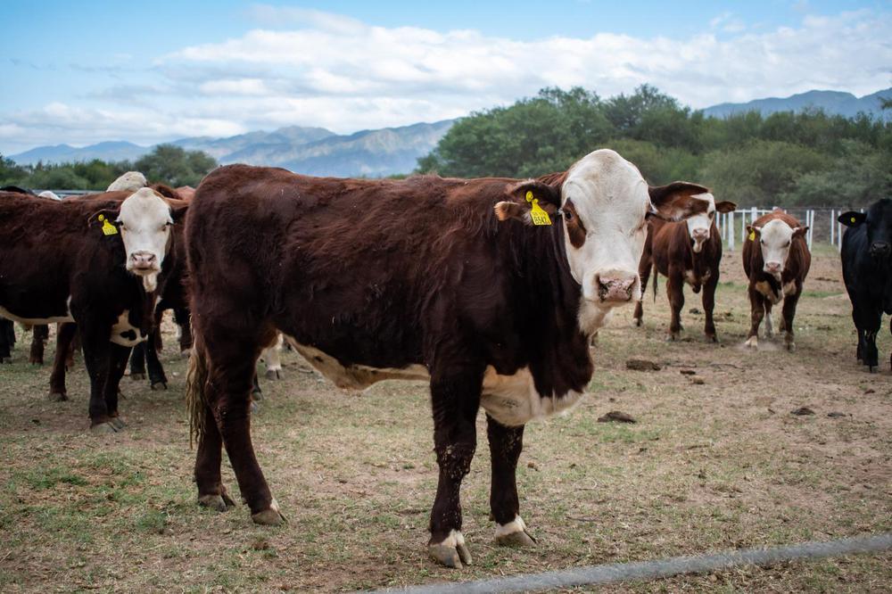 Entregaron toros para el fortalecimiento de la industria ganadera y producción láctea (2)