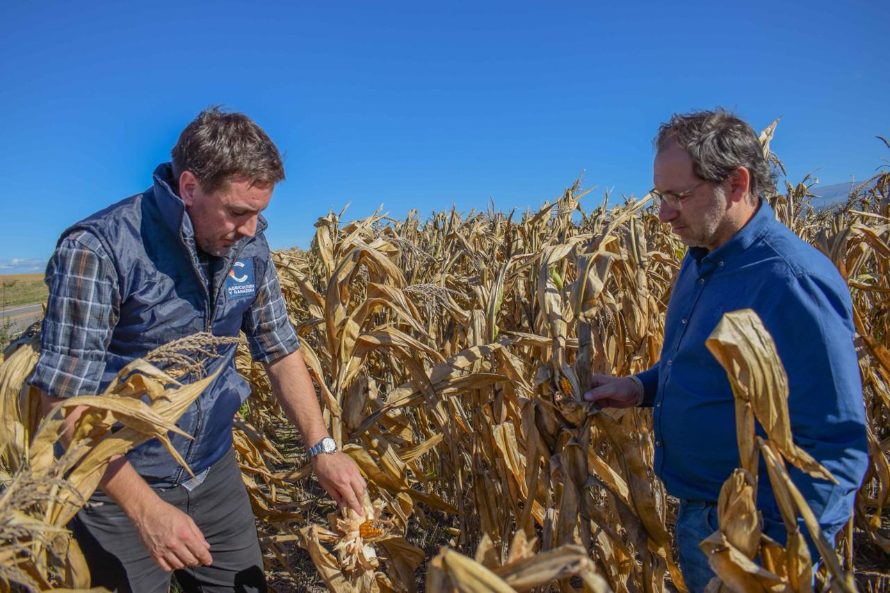 Pérdidas millonarias en la producción de maíz