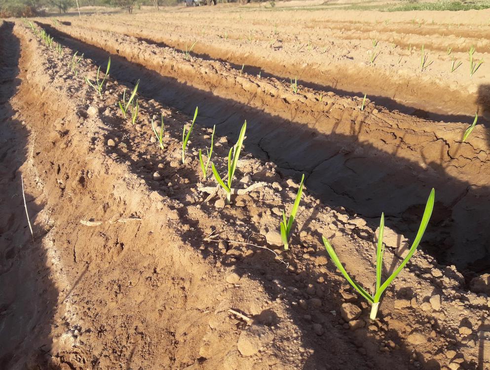 CULTIVO DE AJO 3