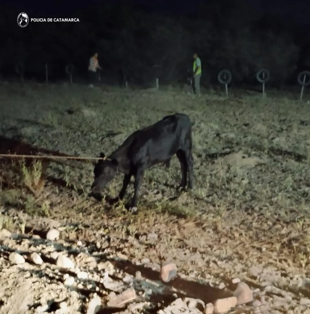 imagen_2024-12-14_170503544