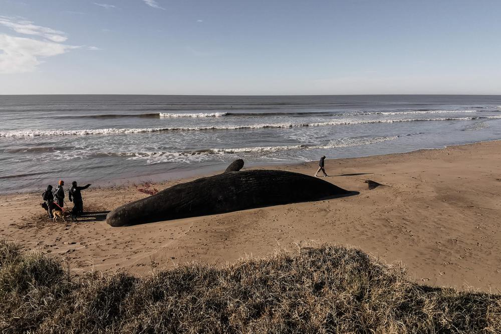 Ballena Cachalote varada en Camet Norte Mar Chiquita