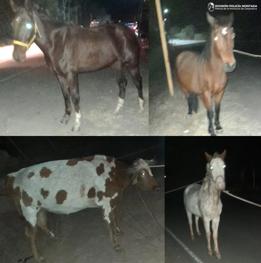 imagen_2025-07-17_200844254