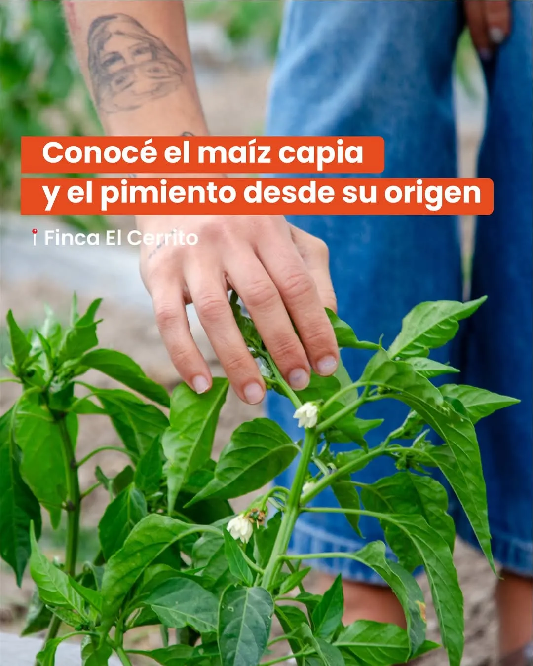 imagen_2025-01-04_144354228