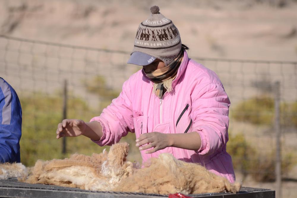 Ambiente continúa con las esquilas en Silvestría
