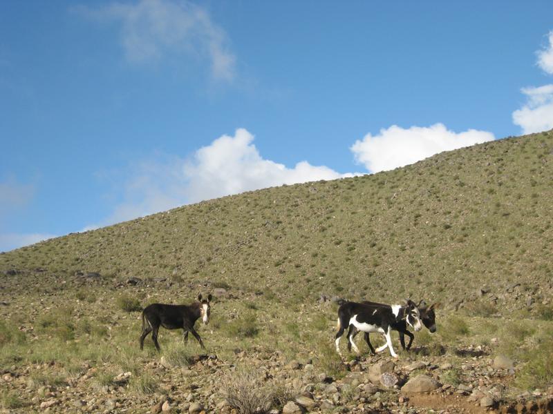 ADARA 006