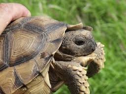 tortuga terrestre