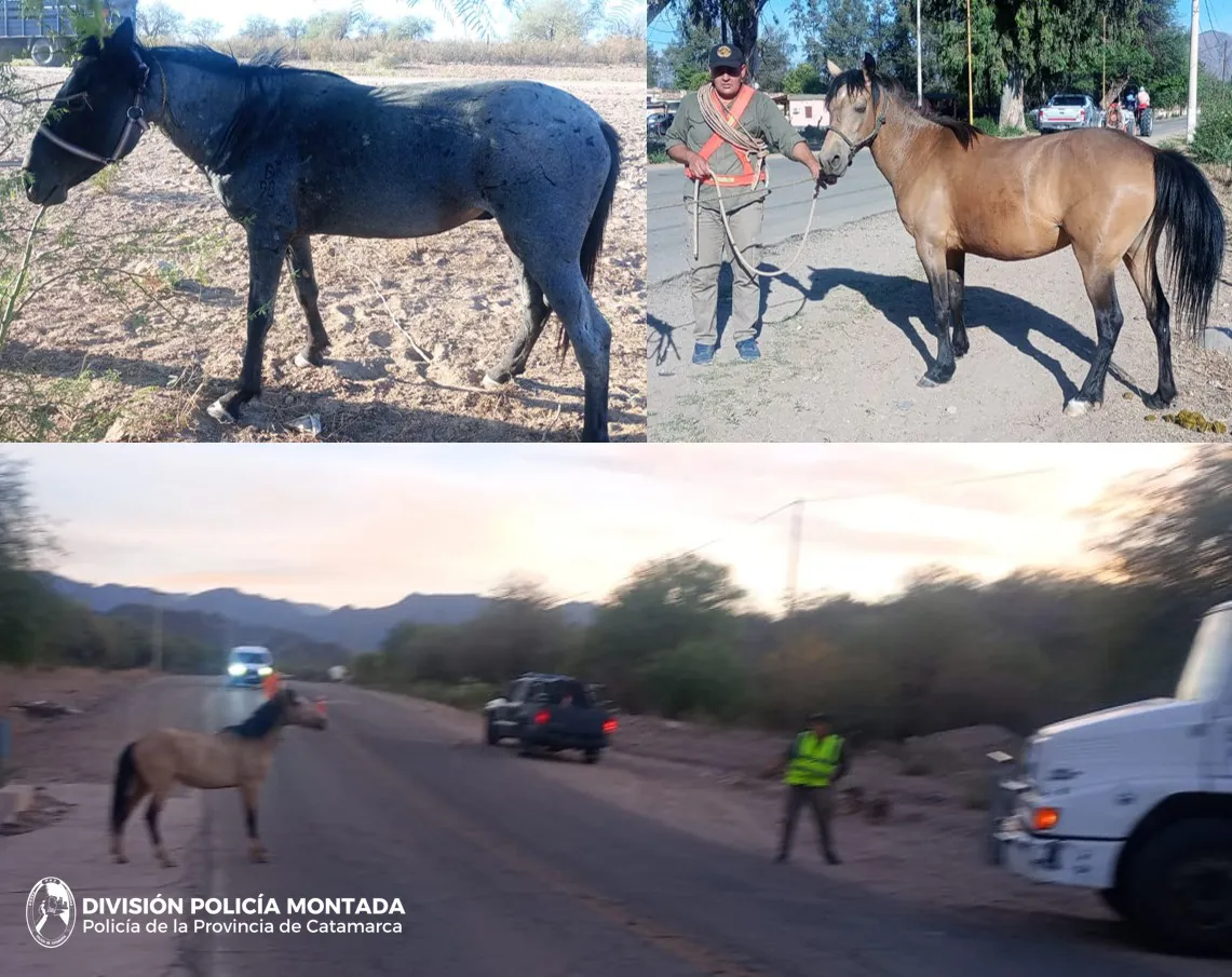 División Policía Montada 1