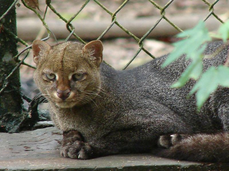 Puma yagouaroundi