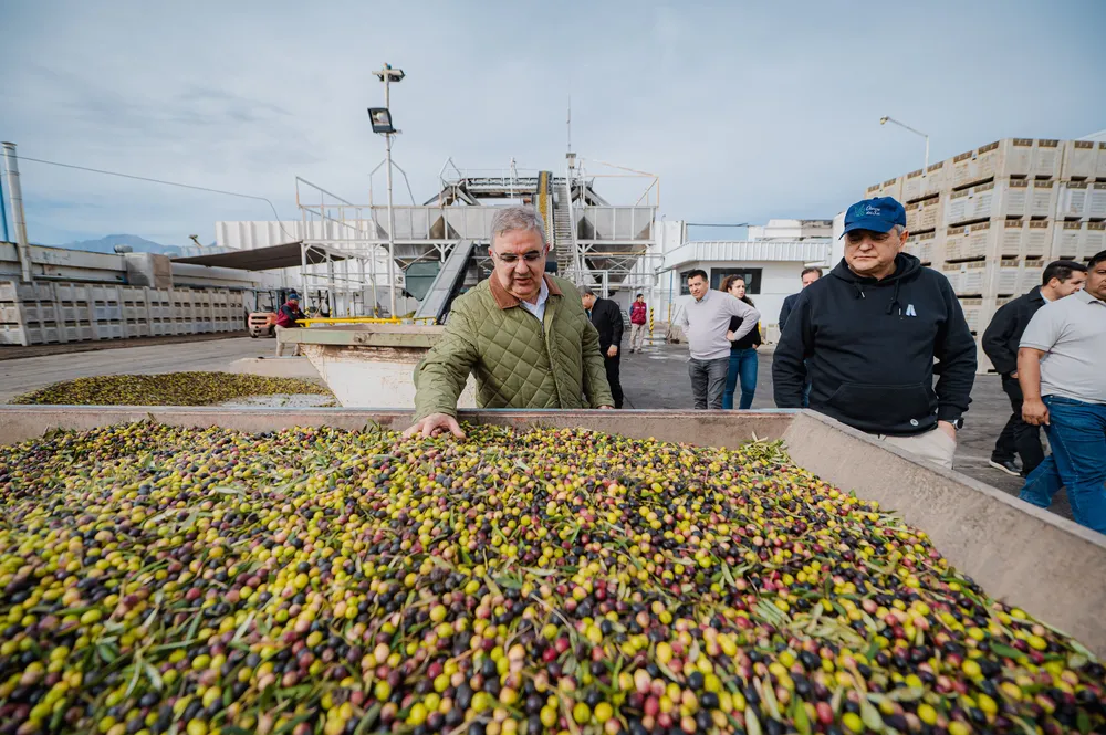 Pomán consolida su perfil olivícola con inversiones y proyección de crecimiento (3)