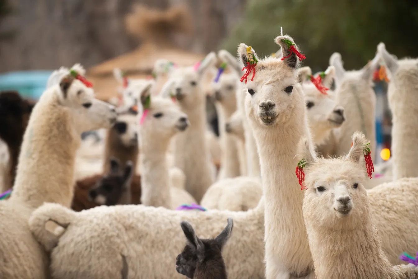 2021 Feria de la Puna_0686