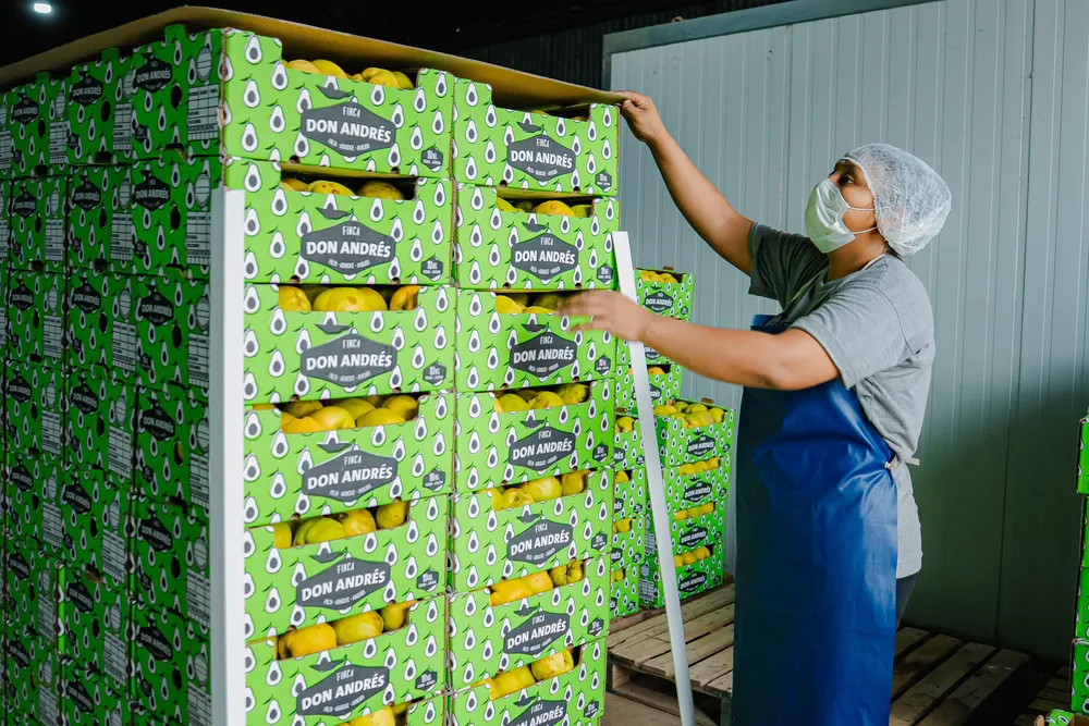 Membrillos catamarqueños llegan al Mercado Central (2)
