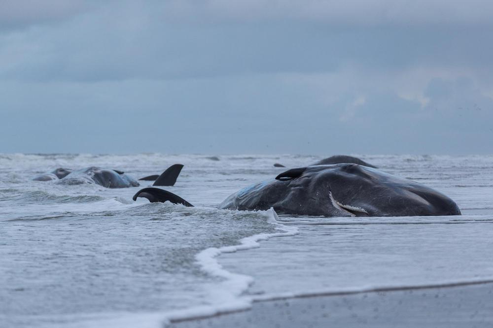 Ballena Cachalote muerta por varamiento 2