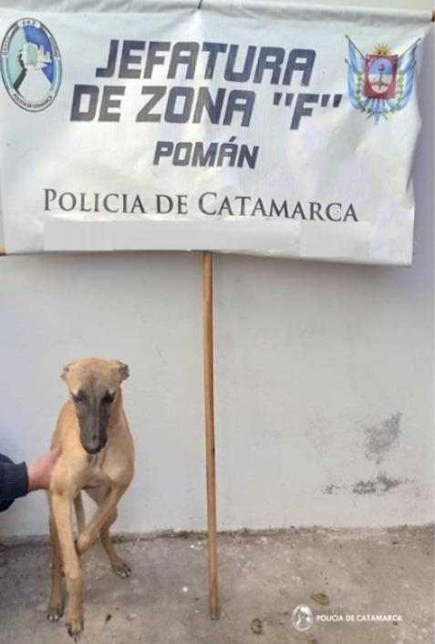 Cria de Saujil