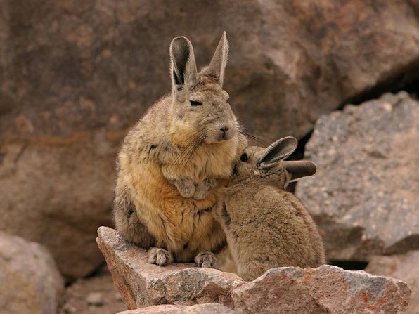 Vizcacha-vizcacha